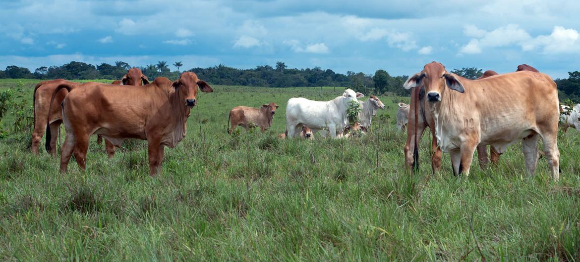 Colombian conflict survivors turn forest heroes in search of climate